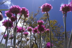 Blumen am Sandarium von unten in den Himmel