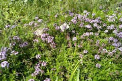 Thymian im Blühwiesenbereich